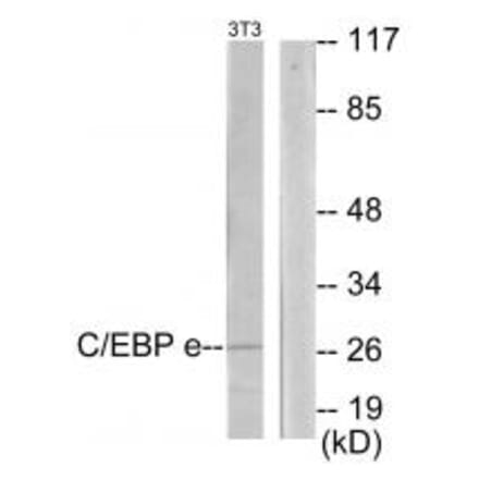 Western blot - CEBPE Antibody from Signalway Antibody (33907) - Antibodies.com