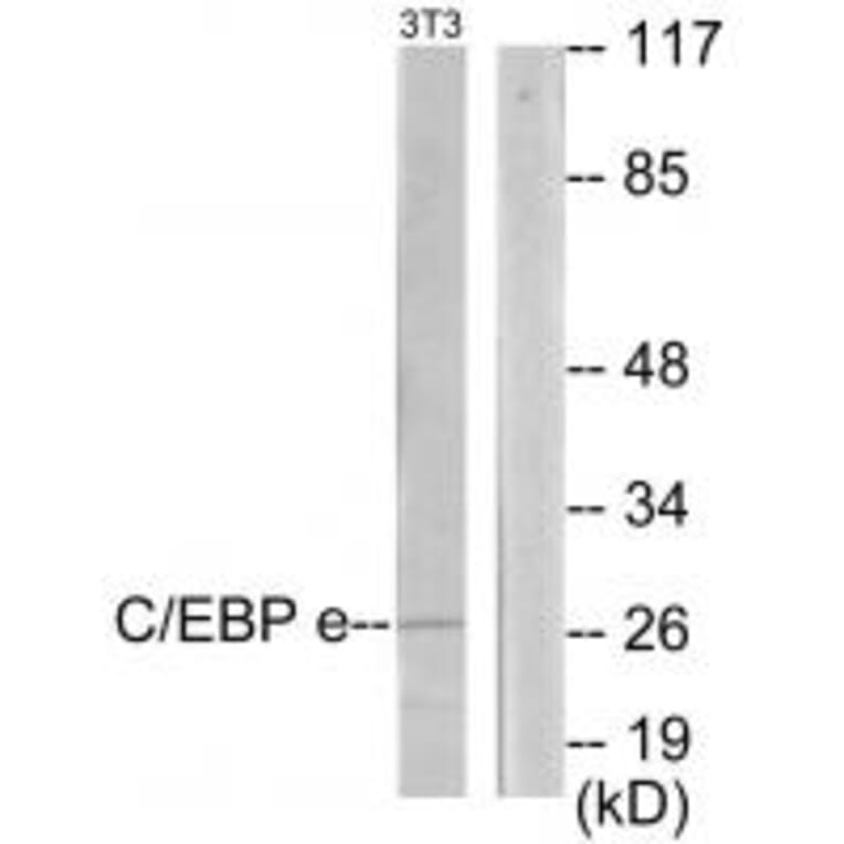 Western blot - CEBPE Antibody from Signalway Antibody (33907) - Antibodies.com