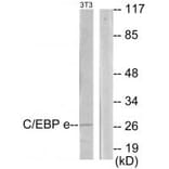 Western blot - CEBPE Antibody from Signalway Antibody (33907) - Antibodies.com