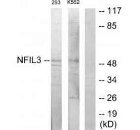 Western blot - NFIL3 Antibody from Signalway Antibody (33913) - Antibodies.com