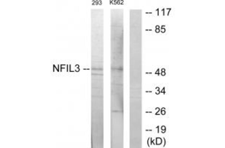 Western blot - NFIL3 Antibody from Signalway Antibody (33913) - Antibodies.com