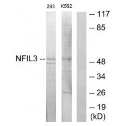 Western blot - NFIL3 Antibody from Signalway Antibody (33913) - Antibodies.com
