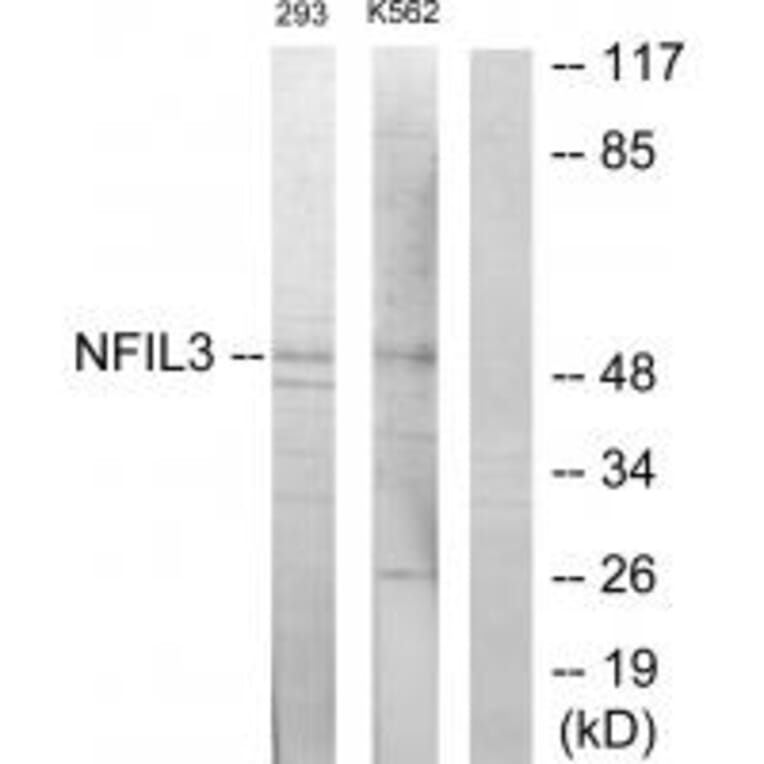 Western blot - NFIL3 Antibody from Signalway Antibody (33913) - Antibodies.com
