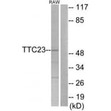 Western blot - TTC23 Antibody from Signalway Antibody (33931) - Antibodies.com