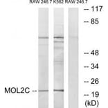 Western blot - MOL2C Antibody from Signalway Antibody (33941) - Antibodies.com