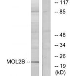 Western blot - MOL2B Antibody from Signalway Antibody (33950) - Antibodies.com