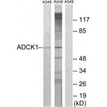 Western blot - ADCK1 Antibody from Signalway Antibody (33952) - Antibodies.com