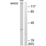 Western blot - MAGI2 Antibody from Signalway Antibody (33953) - Antibodies.com