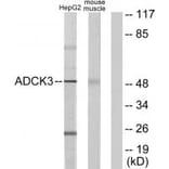 Western blot - ADCK3 Antibody from Signalway Antibody (33981) - Antibodies.com