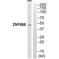 Western blot analysis of extracts from HepG2 cells, using ZNF688 antibody #33996.