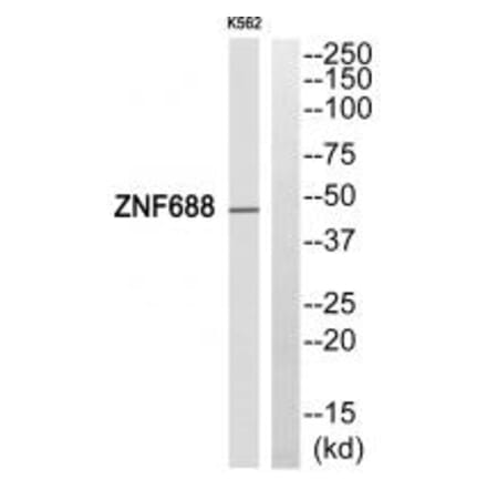 Western blot - ZNF688 Antibody from Signalway Antibody (33996) - Antibodies.com