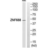 Western blot - ZNF688 Antibody from Signalway Antibody (33996) - Antibodies.com