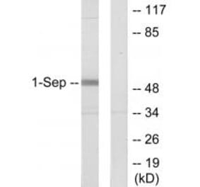 Western blot - SEPT1 Antibody from Signalway Antibody (34001) - Antibodies.com