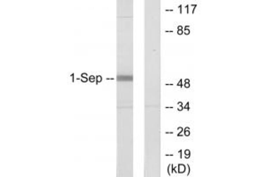 Western blot - SEPT1 Antibody from Signalway Antibody (34001) - Antibodies.com