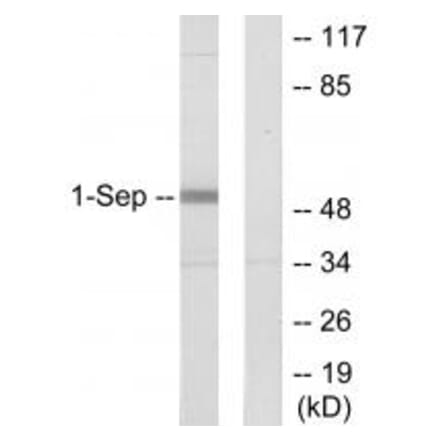 Western blot - SEPT1 Antibody from Signalway Antibody (34001) - Antibodies.com