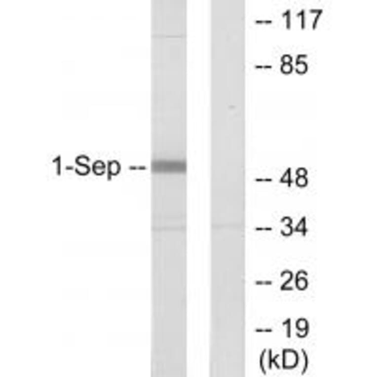 Western blot - SEPT1 Antibody from Signalway Antibody (34001) - Antibodies.com
