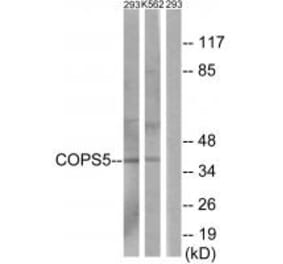 Western blot - COPS5 Antibody from Signalway Antibody (34008) - Antibodies.com