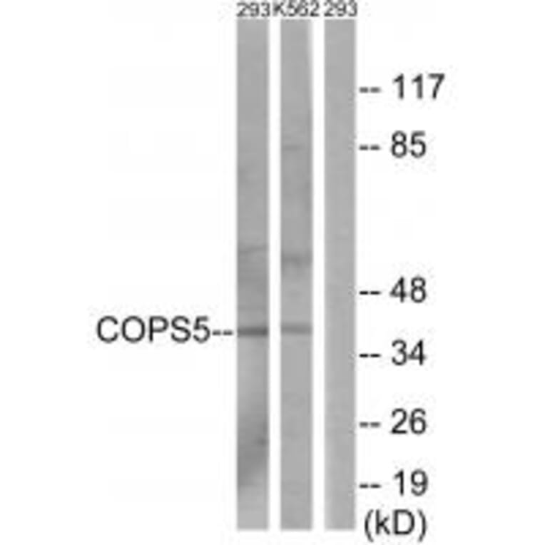 Western blot - COPS5 Antibody from Signalway Antibody (34008) - Antibodies.com