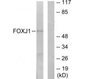 Western blot - FOXJ1 Antibody from Signalway Antibody (34010) - Antibodies.com