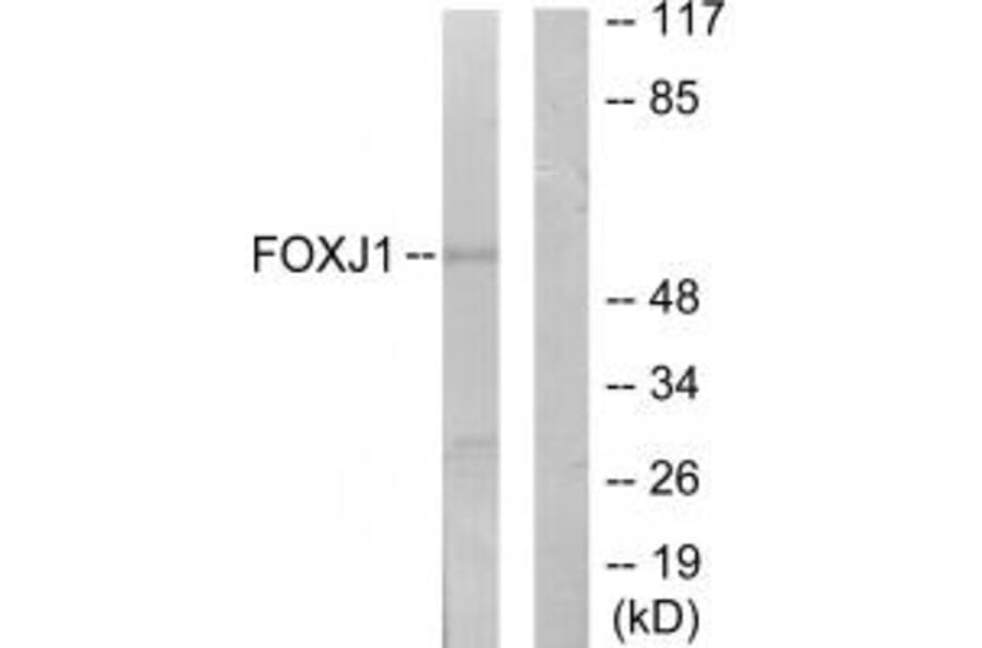 Western blot - FOXJ1 Antibody from Signalway Antibody (34010) - Antibodies.com