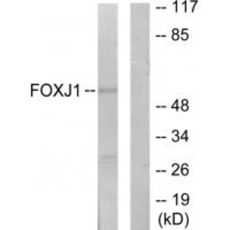 Western blot - FOXJ1 Antibody from Signalway Antibody (34010) - Antibodies.com