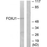 Western blot - FOXJ1 Antibody from Signalway Antibody (34010) - Antibodies.com