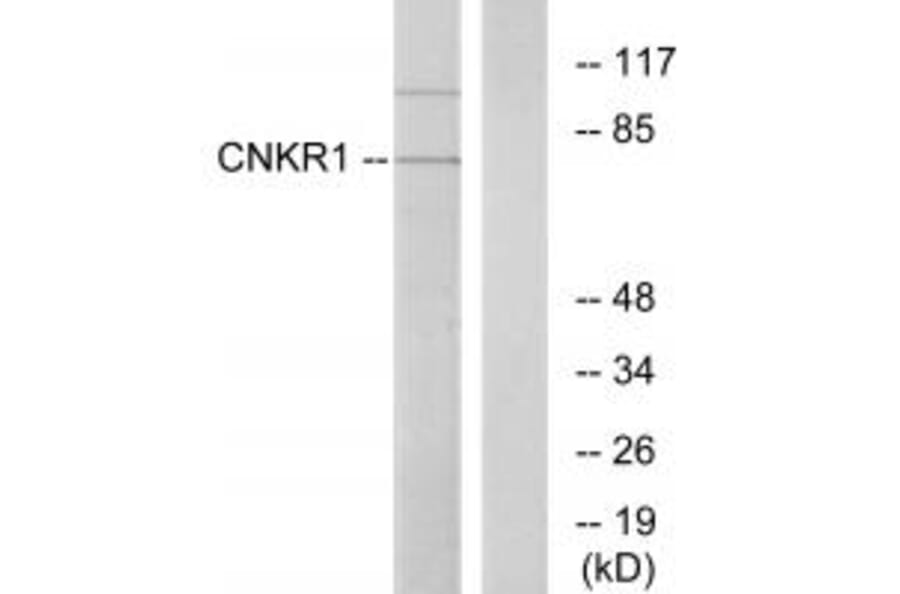 Western blot - CNKR1 Antibody from Signalway Antibody (34017) - Antibodies.com