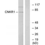 Western blot - CNKR1 Antibody from Signalway Antibody (34017) - Antibodies.com