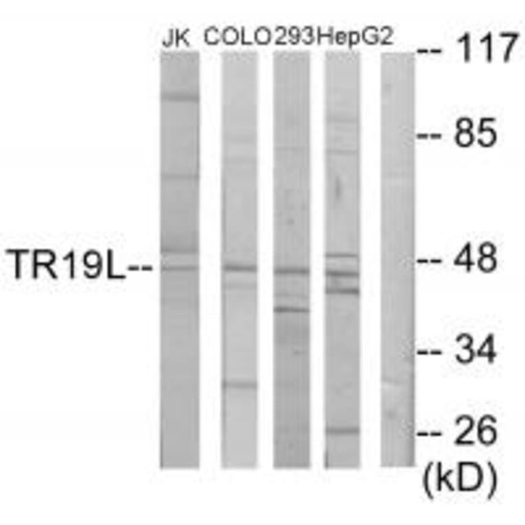 Western blot - TR19L Antibody from Signalway Antibody (34020) - Antibodies.com
