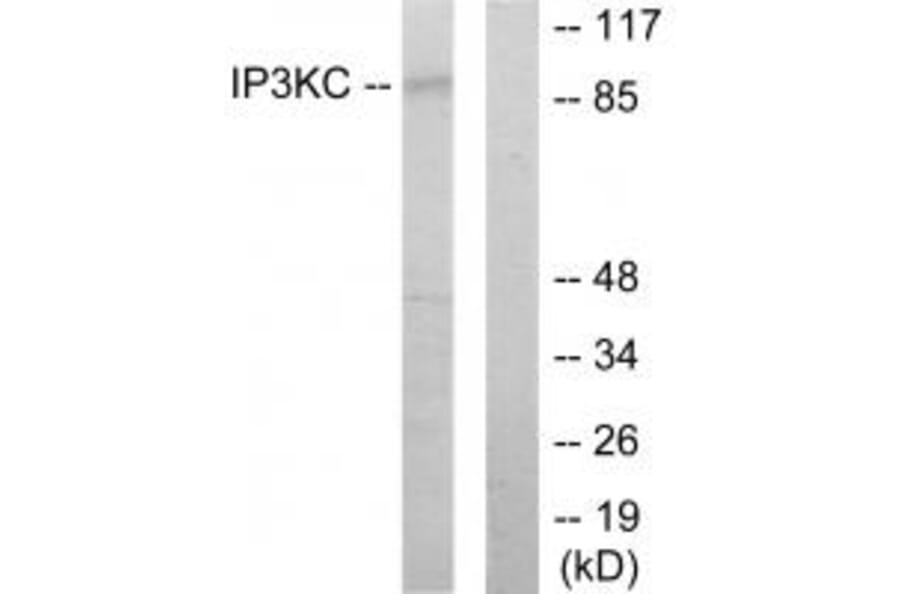 Western blot - IP3KC Antibody from Signalway Antibody (34028) - Antibodies.com
