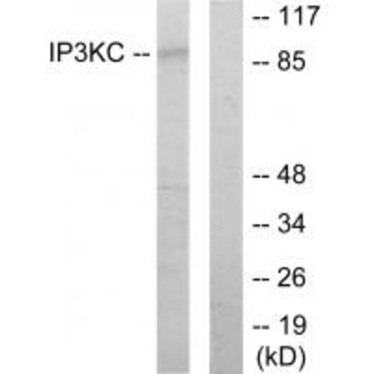 Western blot - IP3KC Antibody from Signalway Antibody (34028) - Antibodies.com