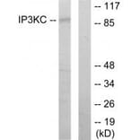 Western blot - IP3KC Antibody from Signalway Antibody (34028) - Antibodies.com