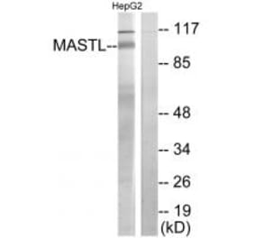 Western blot - MASTL Antibody from Signalway Antibody (34029) - Antibodies.com