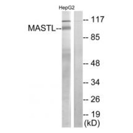 Western blot - MASTL Antibody from Signalway Antibody (34029) - Antibodies.com