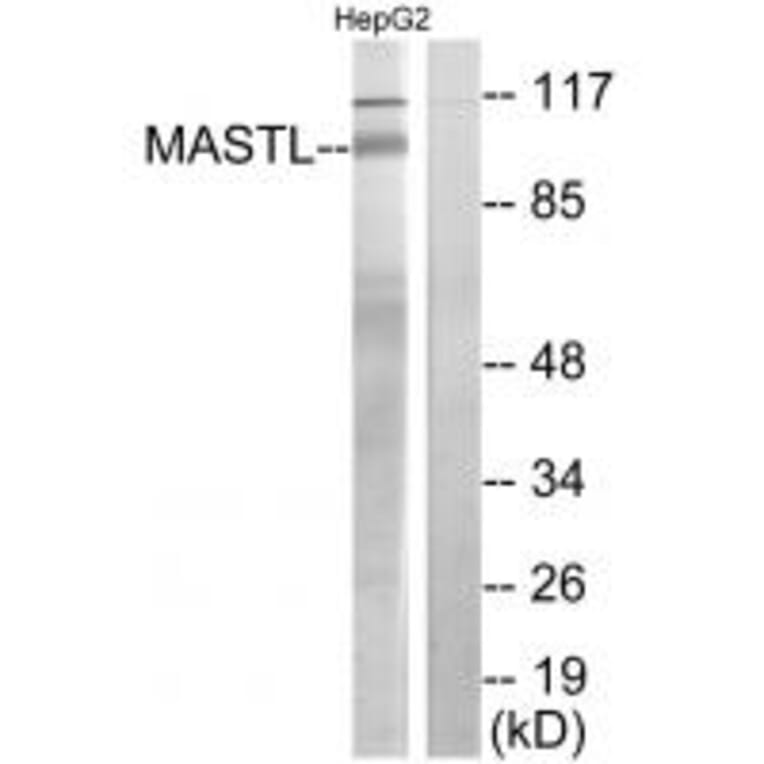 Western blot - MASTL Antibody from Signalway Antibody (34029) - Antibodies.com