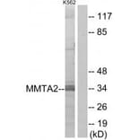 Western blot - MMTA2 Antibody from Signalway Antibody (34045) - Antibodies.com