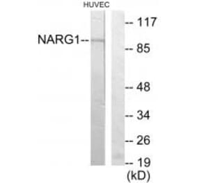 Western blot - NARG1 Antibody from Signalway Antibody (34048) - Antibodies.com