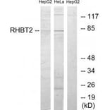Western blot - RHBT2 Antibody from Signalway Antibody (34052) - Antibodies.com