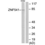 Western blot - ZNF541Antibody from Signalway Antibody (34058) - Antibodies.com