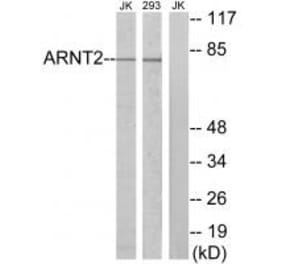 Western blot - ARNT2 Antibody from Signalway Antibody (34072) - Antibodies.com