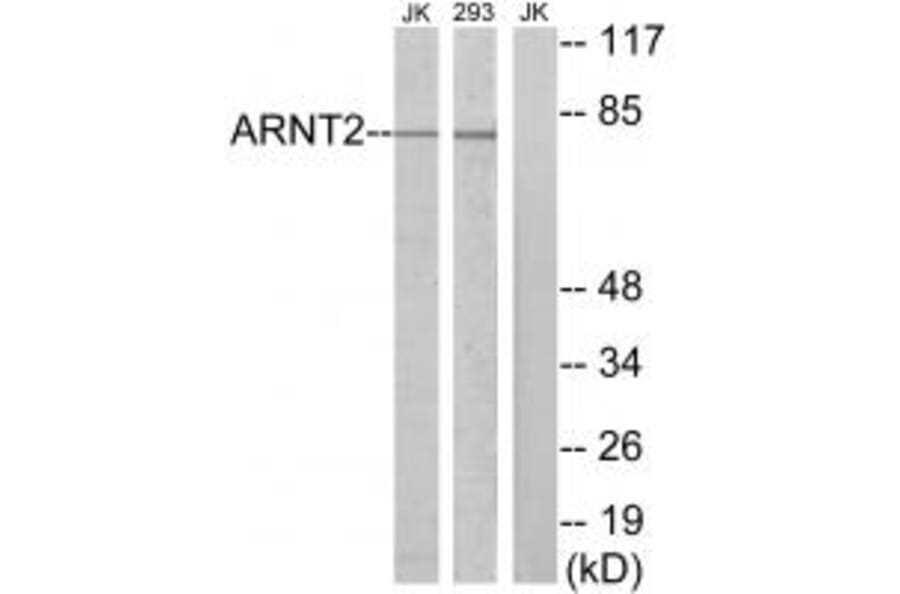Western blot - ARNT2 Antibody from Signalway Antibody (34072) - Antibodies.com