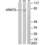 Western blot - ARNT2 Antibody from Signalway Antibody (34072) - Antibodies.com