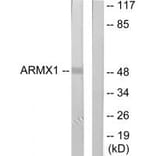 Western blot - ARMX1 Antibody from Signalway Antibody (34090) - Antibodies.com