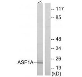 Western blot - ASF1A Antibody from Signalway Antibody (34126) - Antibodies.com