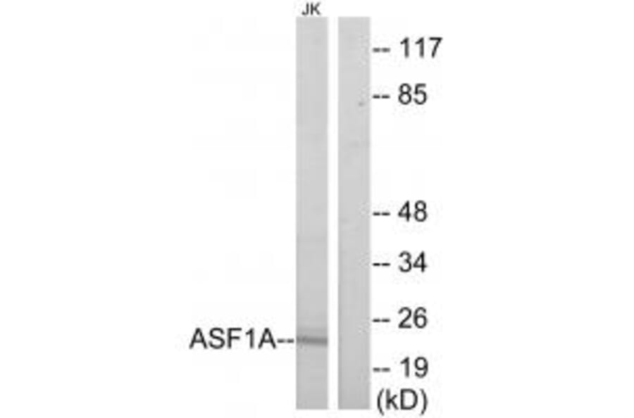 Western blot - ASF1A Antibody from Signalway Antibody (34126) - Antibodies.com