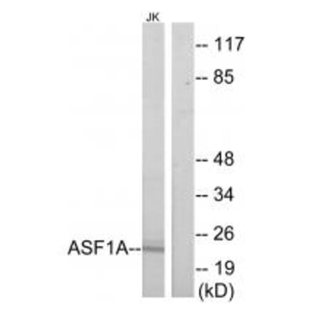 Western blot - ASF1A Antibody from Signalway Antibody (34126) - Antibodies.com