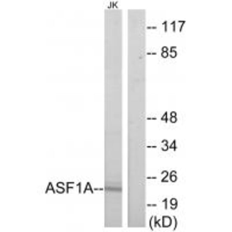 Western blot - ASF1A Antibody from Signalway Antibody (34126) - Antibodies.com