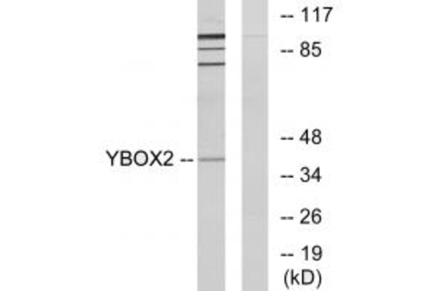 Western blot - YBOX2 Antibody from Signalway Antibody (34130) - Antibodies.com
