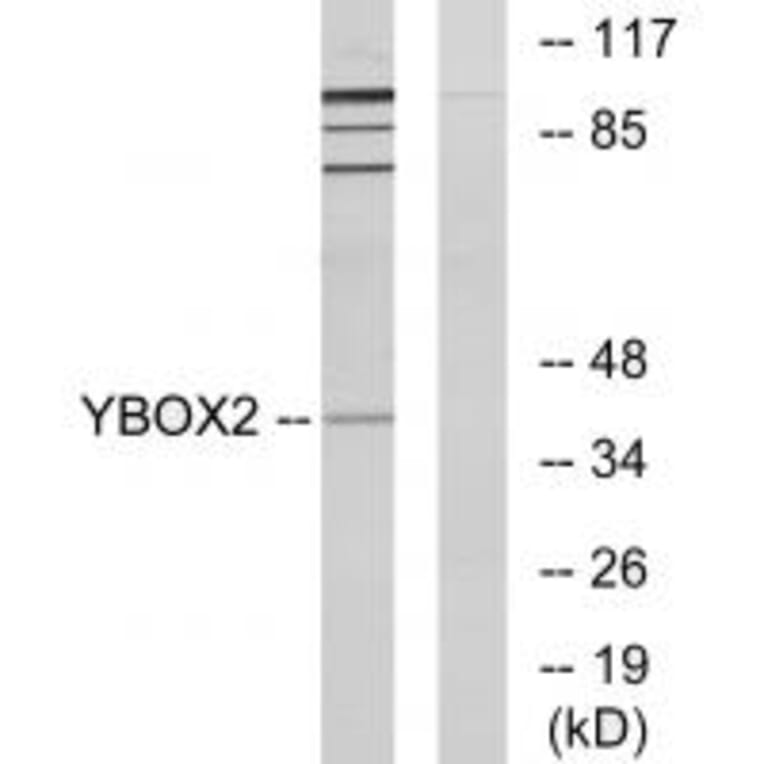 Western blot - YBOX2 Antibody from Signalway Antibody (34130) - Antibodies.com