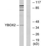 Western blot - YBOX2 Antibody from Signalway Antibody (34130) - Antibodies.com